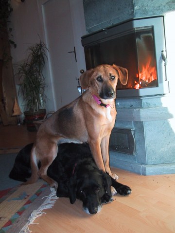 med_Bleib bloss liegen.jpg (360 x 480)